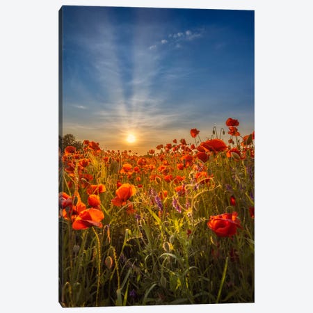 Lovely Sunset In A Poppy Field Canvas Print #MEV1232} by Melanie Viola Canvas Artwork