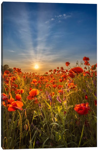 Lovely Sunset In A Poppy Field Canvas Art Print - Melanie Viola