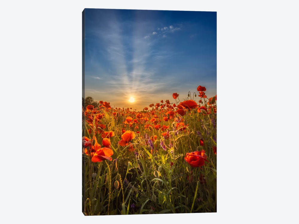 Lovely Sunset In A Poppy Field by Melanie Viola 1-piece Canvas Art