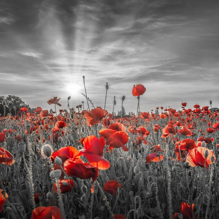 Poppy Idyll In Sunset - Colorkey