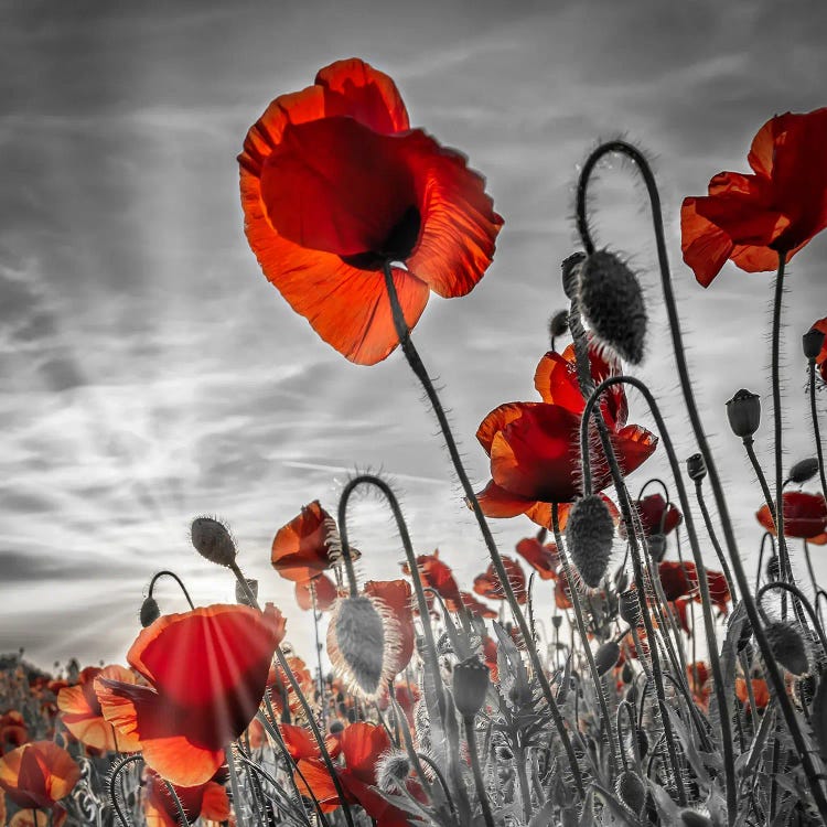 Fascinating Poppies In Colorkey