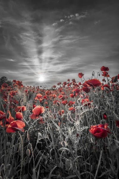 Lovely Sunset In A Poppy Field - Colorkey by Melanie Viola canvas print