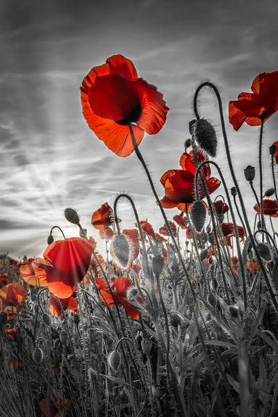 Poppies: Fascinating Poppies - Colorkey by Melanie Viola