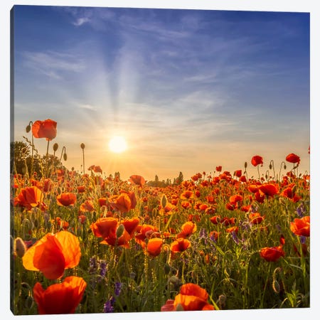 Lovely Poppies In The Evening Canvas Print #MEV1278} by Melanie Viola Canvas Art