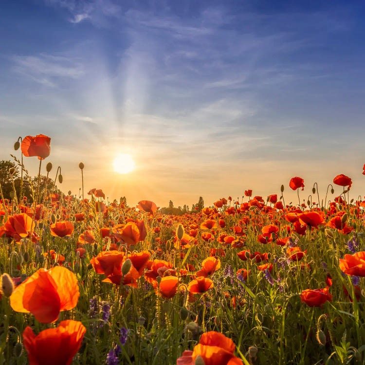 Lovely Poppies In The Evening