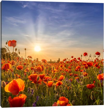 Lovely Poppies In The Evening Canvas Art Print - Melanie Viola