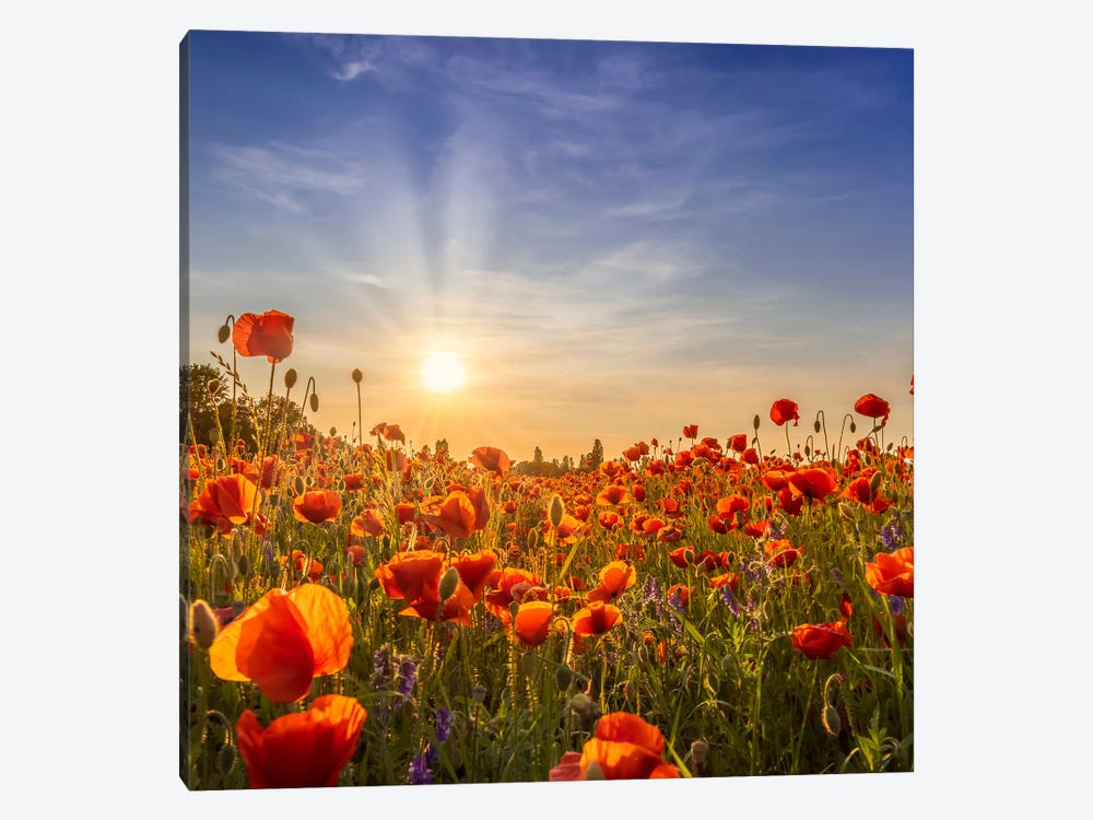 Lovely Poppies In The Evening by Melanie Viola 1-piece Canvas Art
