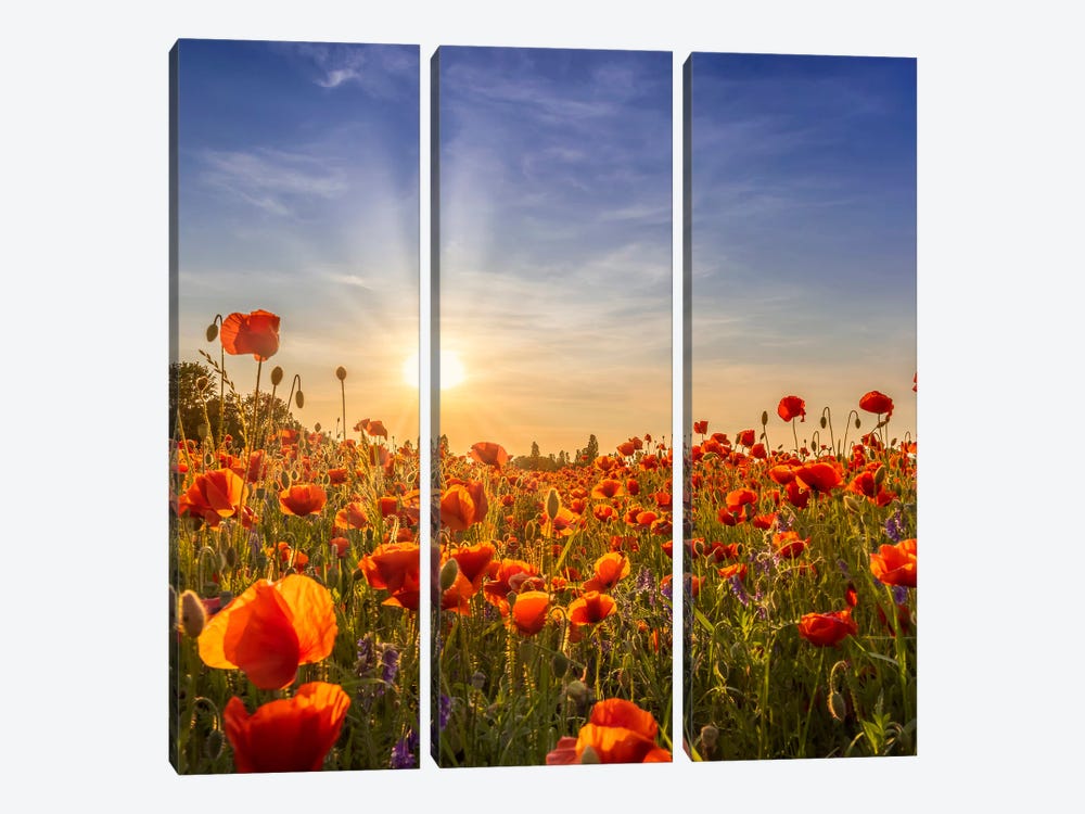 Lovely Poppies In The Evening by Melanie Viola 3-piece Canvas Wall Art