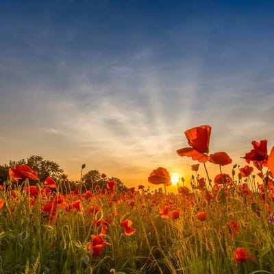 Charming Sunset In Gorgeous Poppy Field by Melanie Viola canvas print