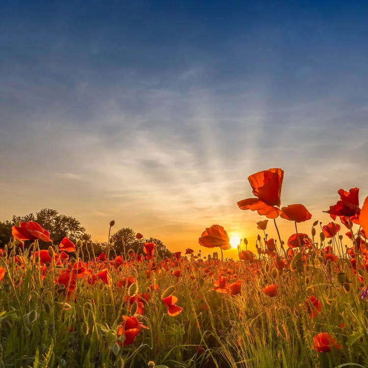 Charming Sunset In Gorgeous Poppy Field