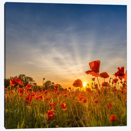 Charming Sunset In Gorgeous Poppy Field Canvas Print #MEV1281} by Melanie Viola Canvas Print