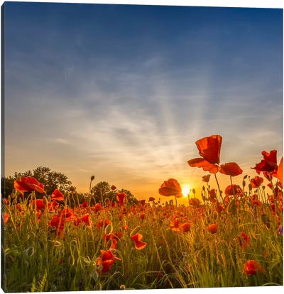 Charming Sunset In Gorgeous Poppy Field Canvas Art Print - Melanie Viola