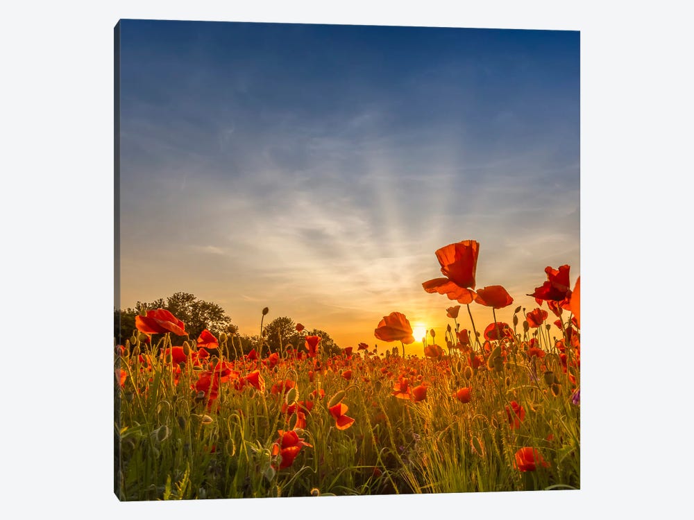 Charming Sunset In Gorgeous Poppy Field by Melanie Viola 1-piece Canvas Art