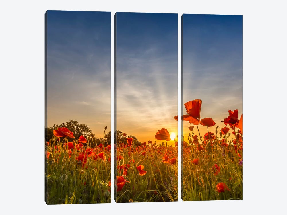 Charming Sunset In Gorgeous Poppy Field by Melanie Viola 3-piece Canvas Art