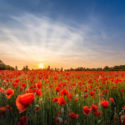 Lovely Evening In A Poppy Field by Melanie Viola canvas print