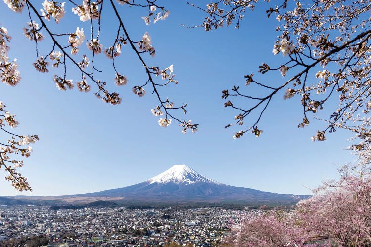 Fantastic View Of Mount Fuji With Cherry Blossoms