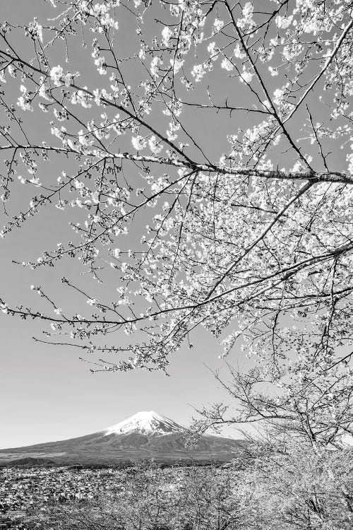 Charming View Of Mount Fuji With Cherry Blossoms - Monochrome