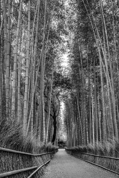 Kyoto: Mighty Arashiyama Bamboo Forest - Monochrome by Melanie Viola