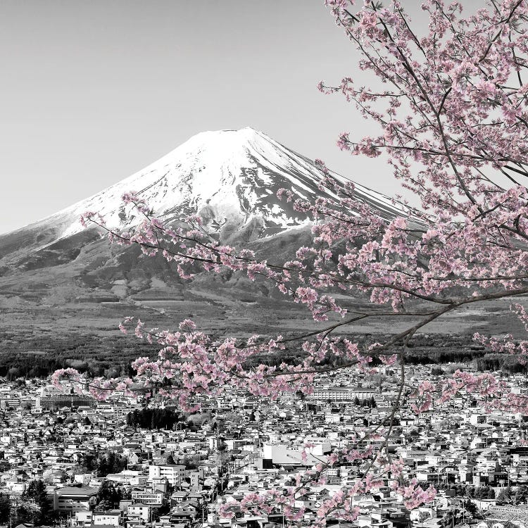 Charming View Of Mount Fuji During Cherry Blossom Season - Colorkey