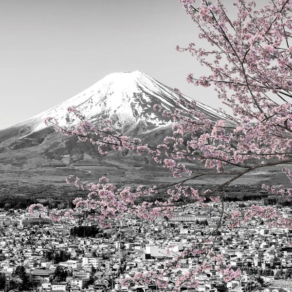Cherry Trees: Charming View Of Mount Fuji During Cherry Blossom Season - Colorkey by Melanie Viola