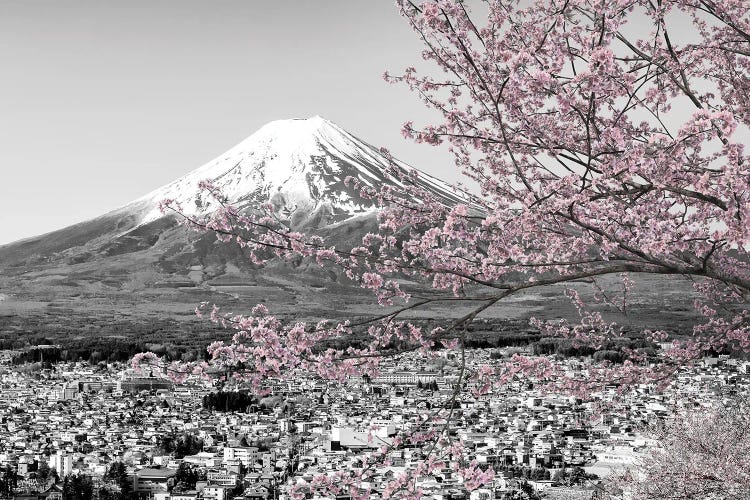 Picturesque View Of Mount Fuji During Cherry Blossom Season In Colorkey