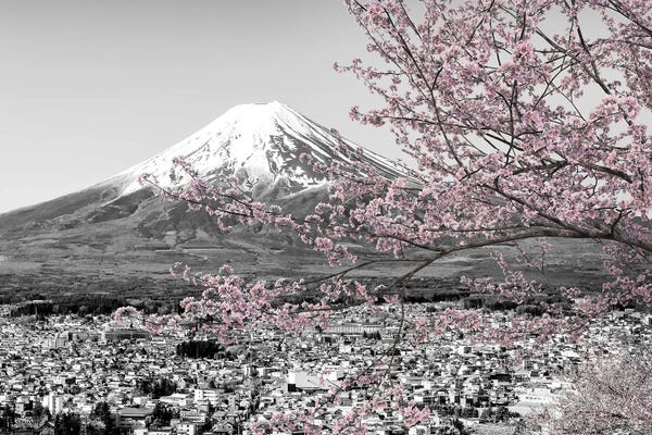 Mt.Fuji: Picturesque View Of Mount Fuji During Cherry Blossom Season In Colorkey by Melanie Viola