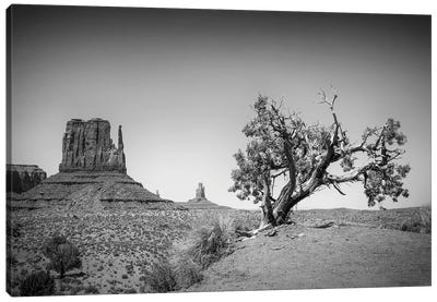 Monument Valley West Mitten Butte And Tree Canvas Art Print - Valley Art