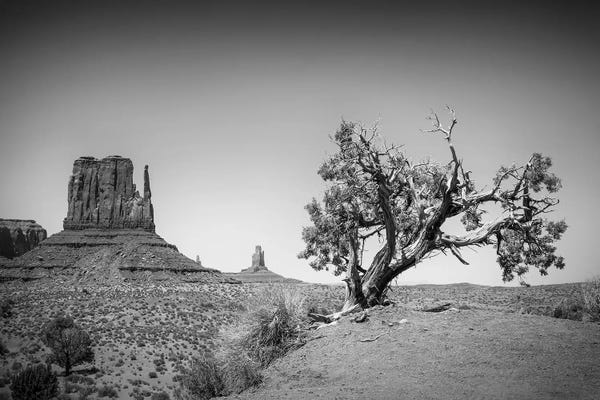 Valleys: Monument Valley West Mitten Butte And Tree by Melanie Viola