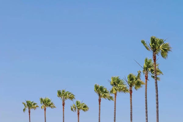 Tree Close-Ups: California Vibes by Melanie Viola