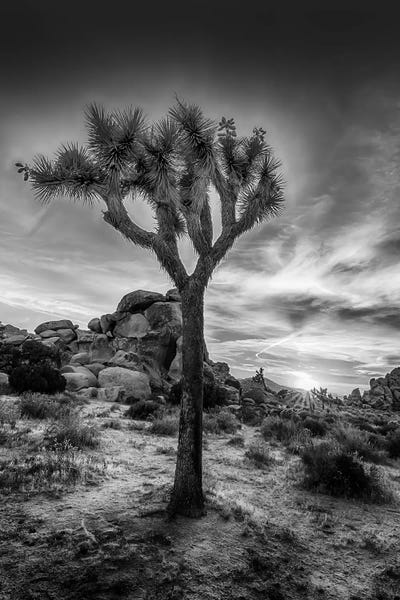National Parks: Charming Sunset In Joshua Tree National Park by Melanie Viola