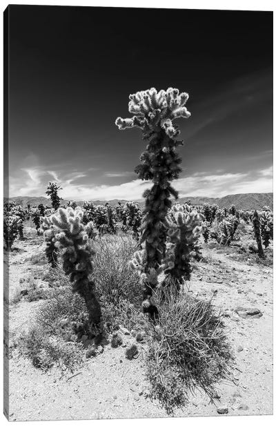 Cholla Cactus Garden, Joshua Tree National Park Canvas Art Print - Desert Landscape Photography