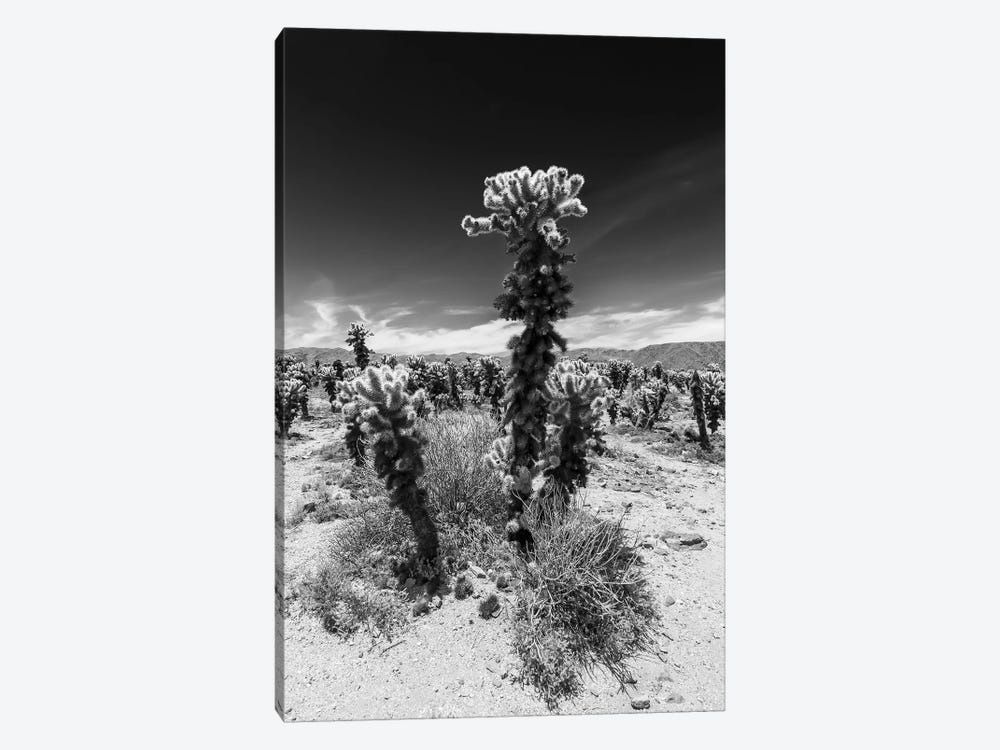 Cholla Cactus Garden, Joshua Tree National Park by Melanie Viola 1-piece Canvas Art Print