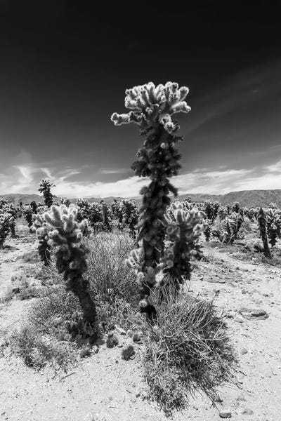 Joshua Tree National Park: Cholla Cactus Garden, Joshua Tree National Park by Melanie Viola
