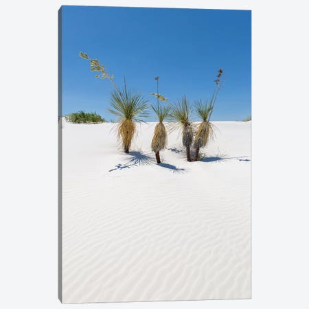 Dunes & Yucca, White Sands Canvas Print #MEV257} by Melanie Viola Canvas Artwork