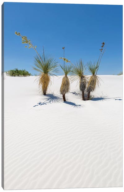 Dunes & Yucca, White Sands Canvas Art Print - New Mexico Art