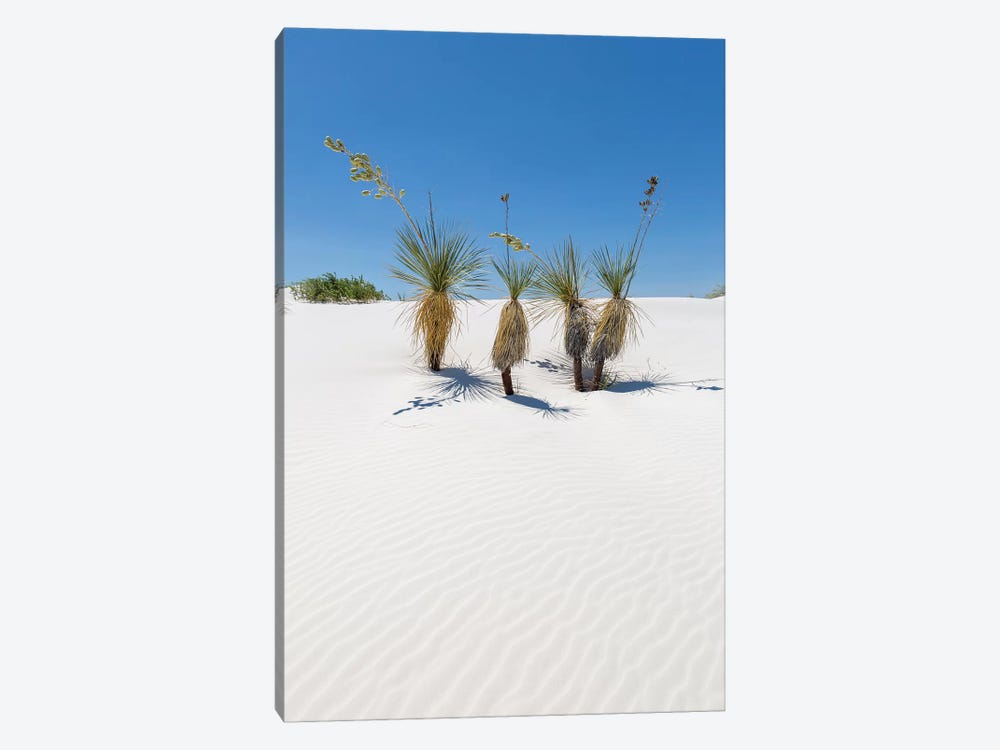 Dunes & Yucca, White Sands by Melanie Viola 1-piece Canvas Print