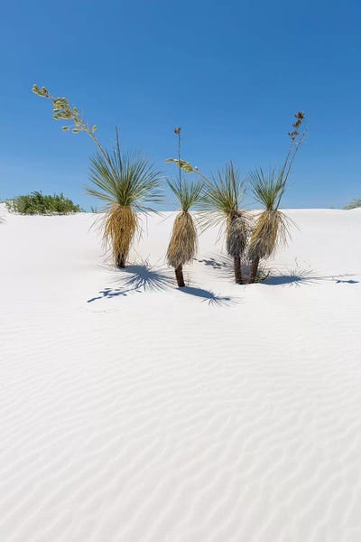 New Mexico: Dunes & Yucca, White Sands by Melanie Viola