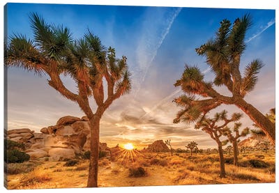 Gorgeous Sunset at Joshua Tree National Park Canvas Art Print - Desert Landscape Photography