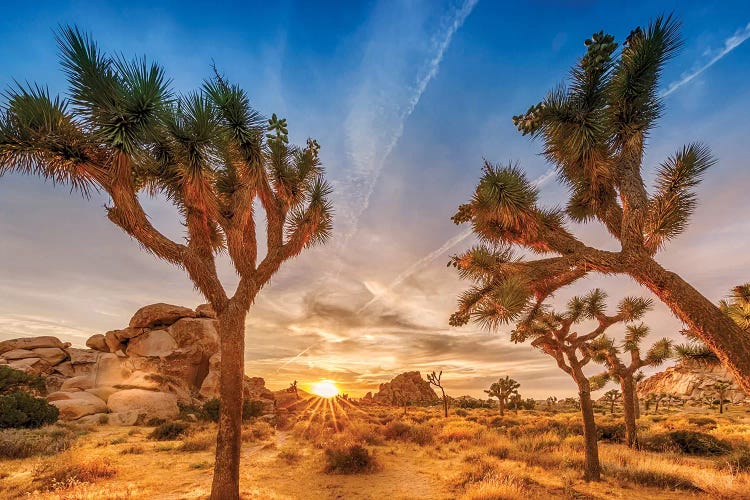 Gorgeous Sunset at Joshua Tree National Park