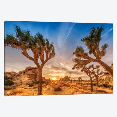 Gorgeous Sunset at Joshua Tree National Park Canvas Print #MEV260} by Melanie Viola Canvas Art