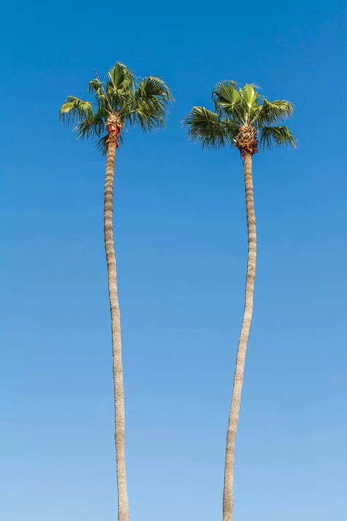 Palm Trees