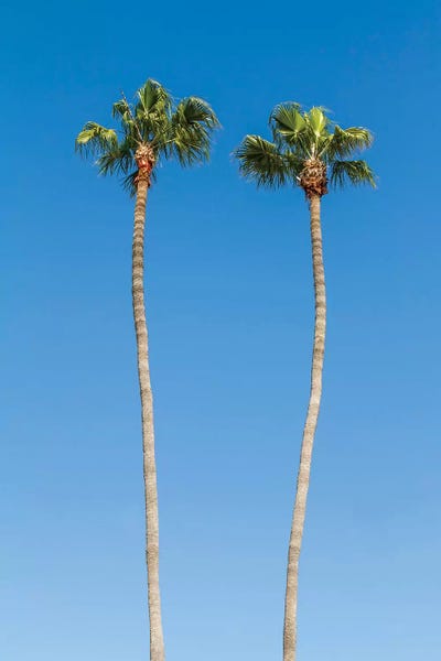 Palm Trees