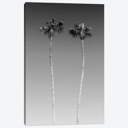 Palm Trees In Black & White Canvas Print #MEV266} by Melanie Viola Art Print