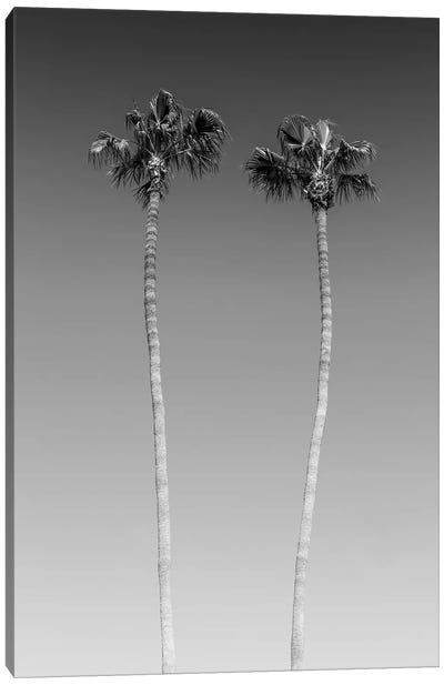 Palm Trees In Black & White Canvas Art Print - Melanie Viola