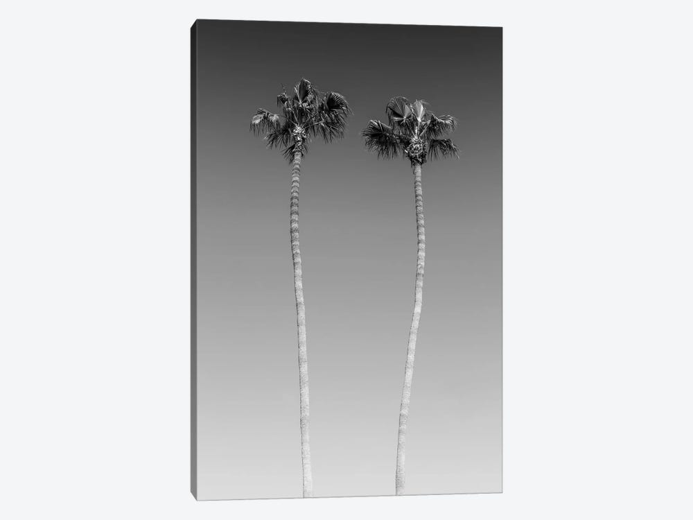 Palm Trees In Black & White by Melanie Viola 1-piece Canvas Art Print
