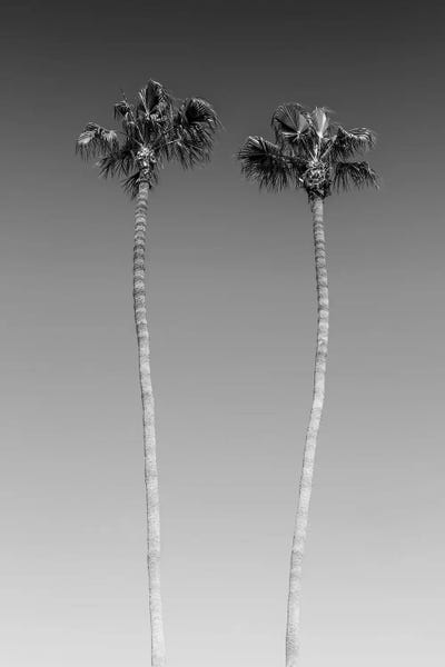 Black & White Scenic Art: Palm Trees In Black & White by Melanie Viola