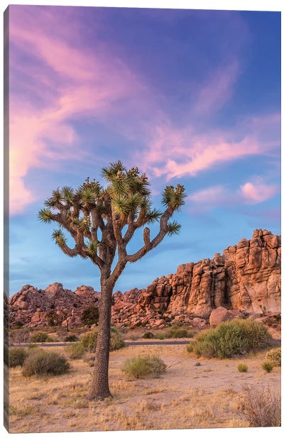 Joshua Tree Evening Atmosphere Canvas Art Print - Desert Landscape Photography
