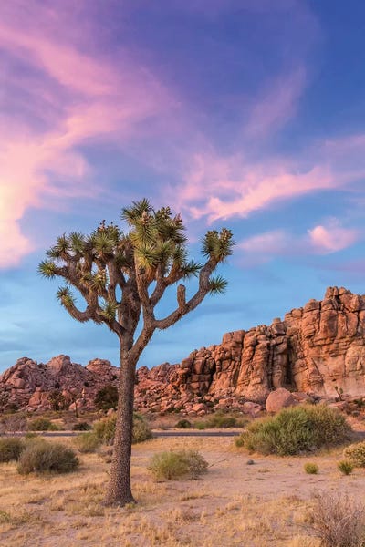 California: Joshua Tree Evening Atmosphere by Melanie Viola