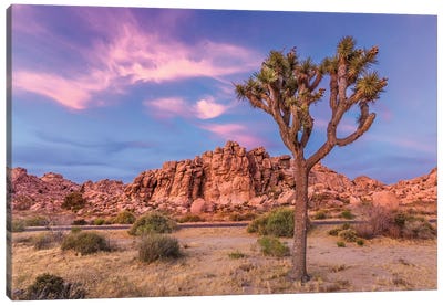 Joshua Tree In The Evening Canvas Art Print - Desert Landscape Photography