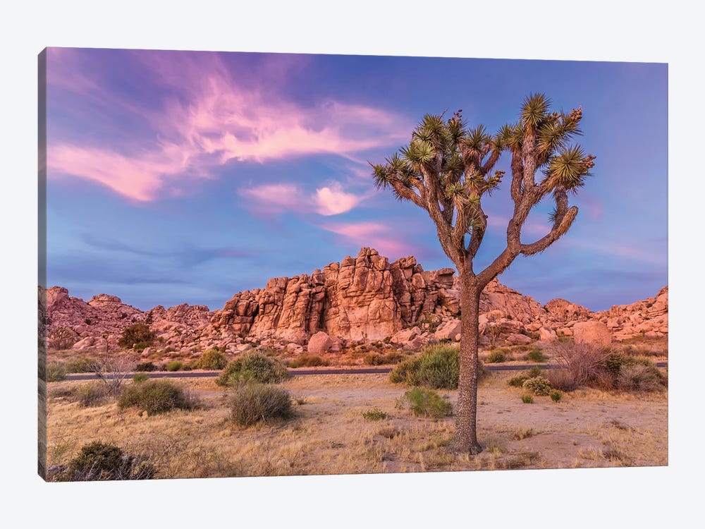 Joshua Tree In The Evening 1-piece Canvas Wall Art